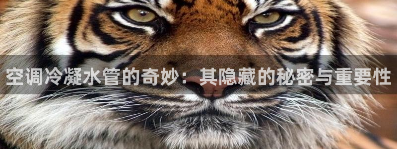 天辰娱乐反水